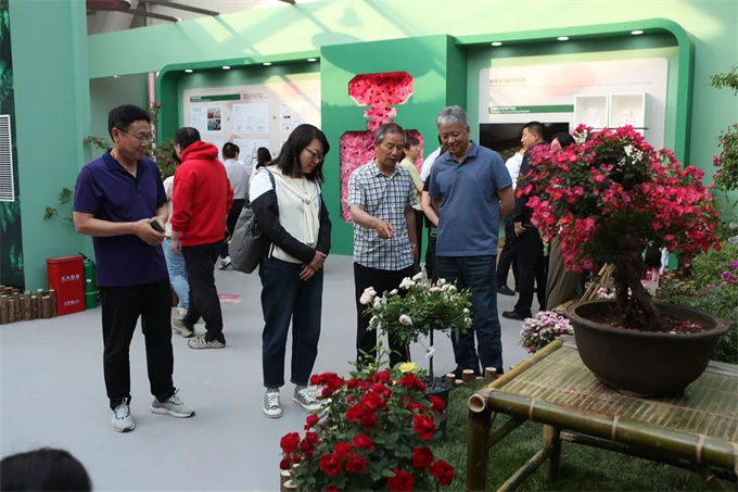 南阳月季展园及展品扮靓第九届国际月季大会