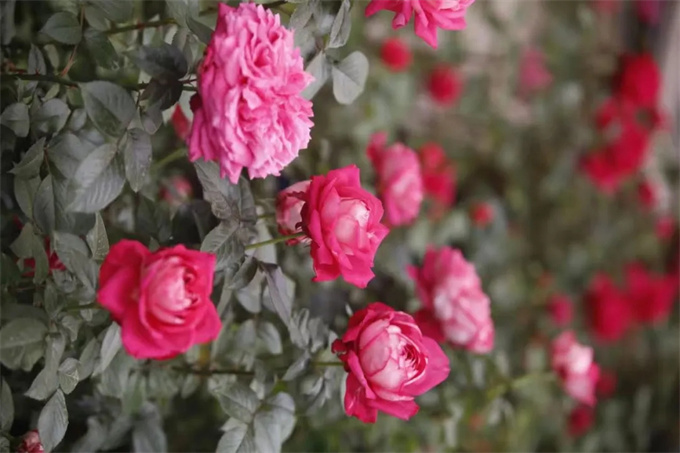 市林科院自主培育月季新品种‘婉约’‘雅芙粉饰’获植物新品种权