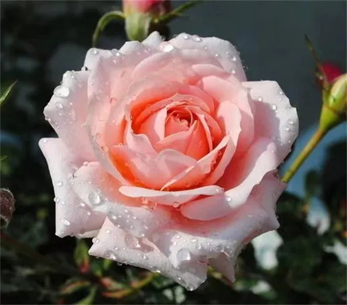 市林科院自主培育月季新品种‘婉约’‘雅芙粉饰’获植物新品种权