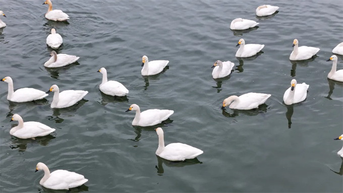 西峡县鹳河湿地公园迎来白天鹅